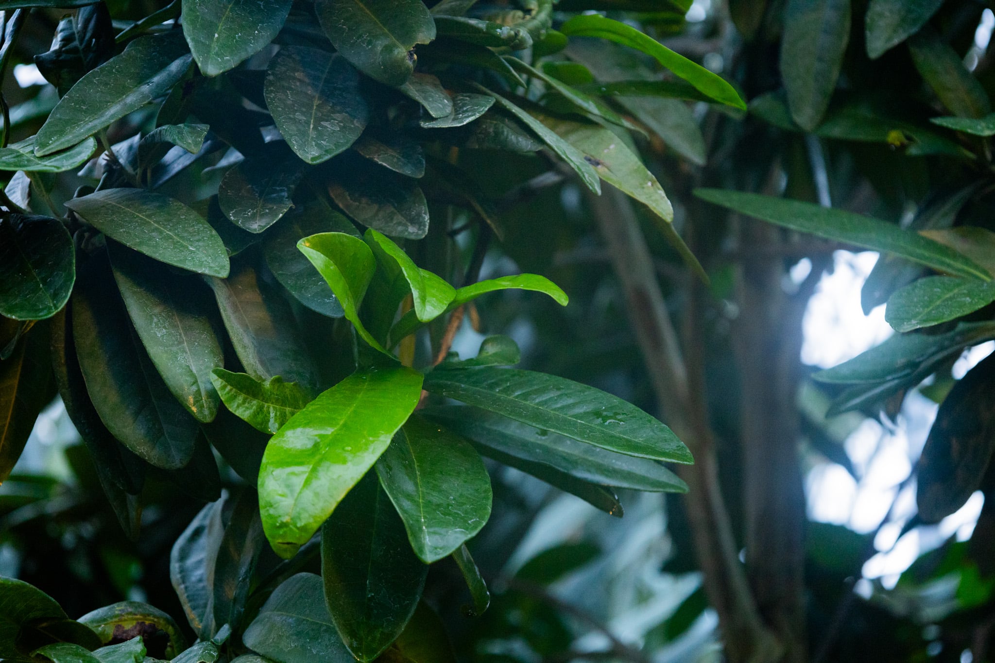 Allspice tree leaves